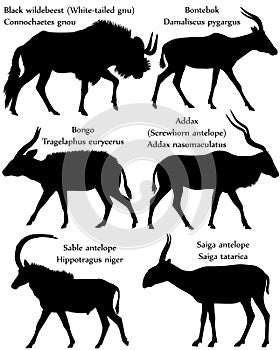 Collection of different species of antelopes in silhouette: black wildebeest white-tailed gnu, bontebok, bongo, addax screwhorn