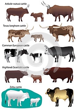 Collection of different species of cattle