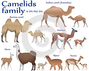 Collection of different species of mammals of camel family, adults and cubs, in colour image: bactrian camel, arabian camel