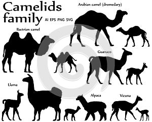 Collection of different species of mammals of camel family, adults and cubs, in silhouette: bactrian camel, arabian camel