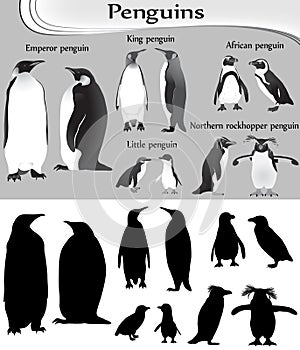 Collection of different species of penguins in black-white image and silhouette: emperor, king, little, african, northern