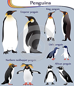 Collection of different species of penguins in colour image: emperor, king, little, african, northern rockhopper