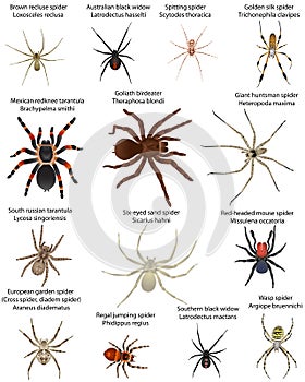 Collection of different species of spiders in colour image: southern black widow, australian black widow, mexican redknee