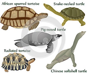 Collection of different species of turtles and tortoises in colour image: pig-nosed turtle, snake-necked turtle, chinese softshell