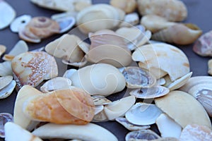 Collection of different type and colors of dead Seashells close view, selective focus.