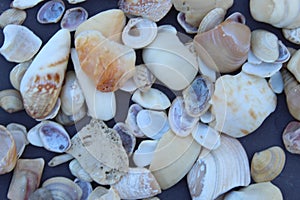 Collection of different type and colors of dead Seashells close view, selective focus.