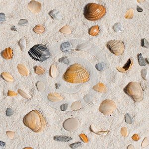Collection of differernt Shells background