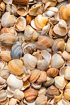 Collection of differernt Shells background