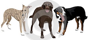 Collection of dogs