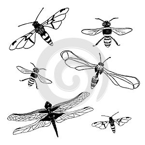 Collection of dragonfly and bee. Vector illustration/ EPS 8