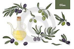 Collection of drawings of olive tree branches with leaves, black and green fruits or drupes and extra virgin oil in