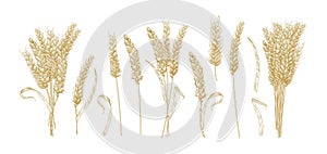 Collection of drawings of wheat ears isolated on white background. Set of hand drawn parts of cultivated cereal plant
