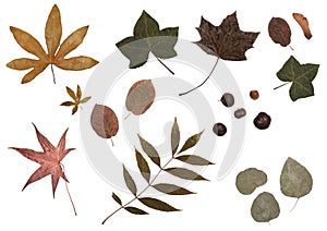 Collection of dried autumn leaves and chestnuts, isolated on white