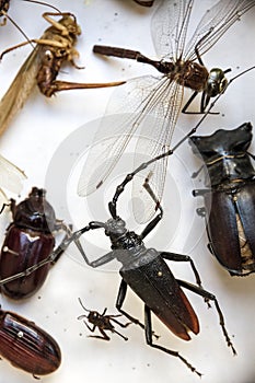 Collection of dried insects presented in a box