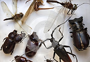 Collection of dried insects presented in a box