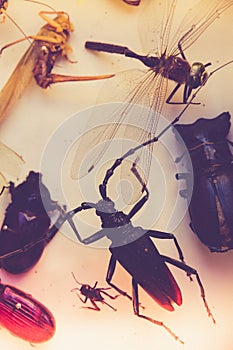 Collection of dried insects presented in a box