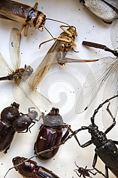 Collection of dried insects presented in a box