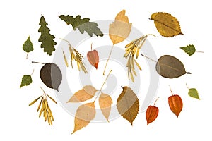 Collection of dried plants for design. Set autumn leaves and seeds isolated on white, topview, flatlay