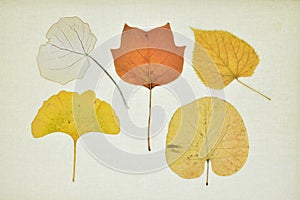 Collection of dry leaves in autumn photo