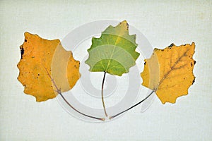 Collection of dry leaves in autumn photo