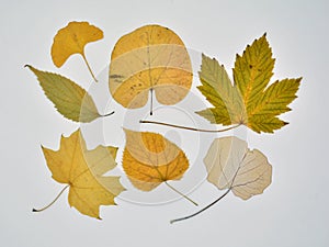 Collection of dry leaves in autumn photo