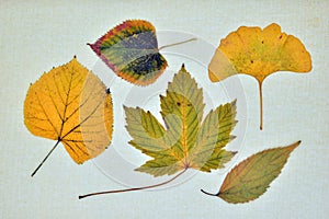 Collection of dry leaves in autumn photo