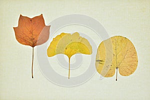 Collection of dry leaves in autumn photo