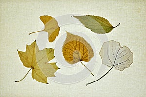 Collection of dry leaves in autumn photo