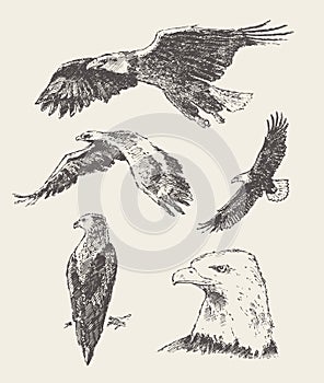 Collection of eagles Hand drawn vector sketch