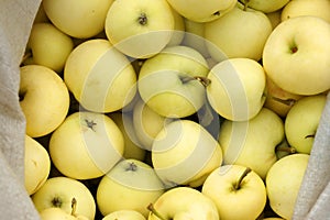 The collection of the earliest maturing apples, the Yellow Trans