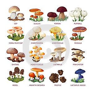 Collection Of Edible Mushrooms And Toadstools