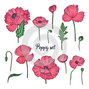 Collection of elegant detailed botanical drawings of wild blooming pink poppy flowers, seed heads, leaves and buds