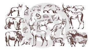 Collection of elegant drawings of European forest animals isolated on white background. Bundle of herbivorous and photo