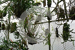 Collection of epiphyte plants hanging on the wall of a greenhouse in low angle view.