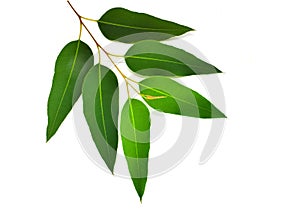 Eucalyptus leaves isolated on white background. Clipping path