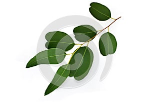 Eucalyptus leaves isolated on white background. Clipping path