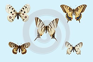 Collection of European swallowtail  butterflies species, papilionidae on light blue