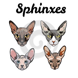 Collection of exotic cats of breed a sphinx. Sphinx cats set. Vector illustration.