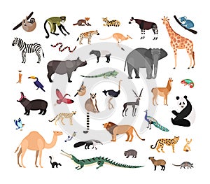 Collection of exotic wild animals isolated on white background. Bundle of fauna species living in savannah, jungle and