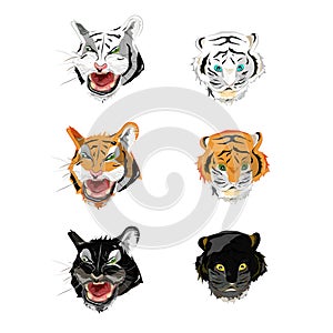 Collection face tiger