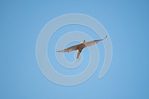 A collection of Falcons capsflying falcon in the blue sky