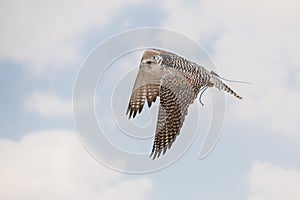 A collection of Falcons capsflying falcon in the blue sky