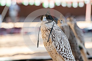 A collection of Falcons capsflying falcon in the blue sky