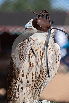 A collection of Falcons capsflying falcon in the blue sky