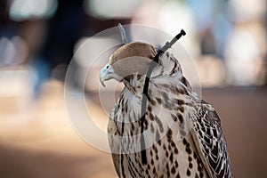 A collection of Falcons capsflying falcon in the blue sky