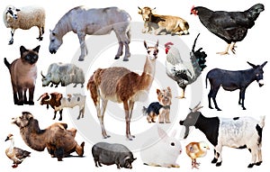 collection farm animals