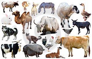 collection farm animals