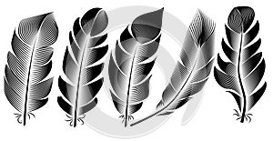 Collection of feather illustration, drawing, engraving, ink, line art