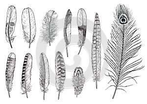 Collection of feather illustration, drawing, engraving, ink, line art, vector