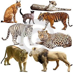 Collection of felidae family animals isolated on white